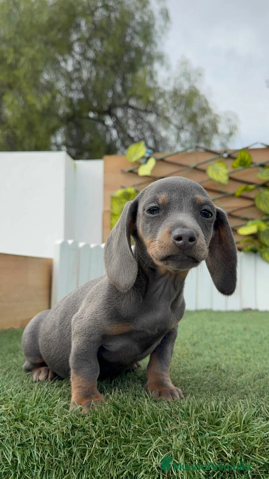 Teckel Miniatura perros en venta: TECKEL MINIATURA - Anuncio 14