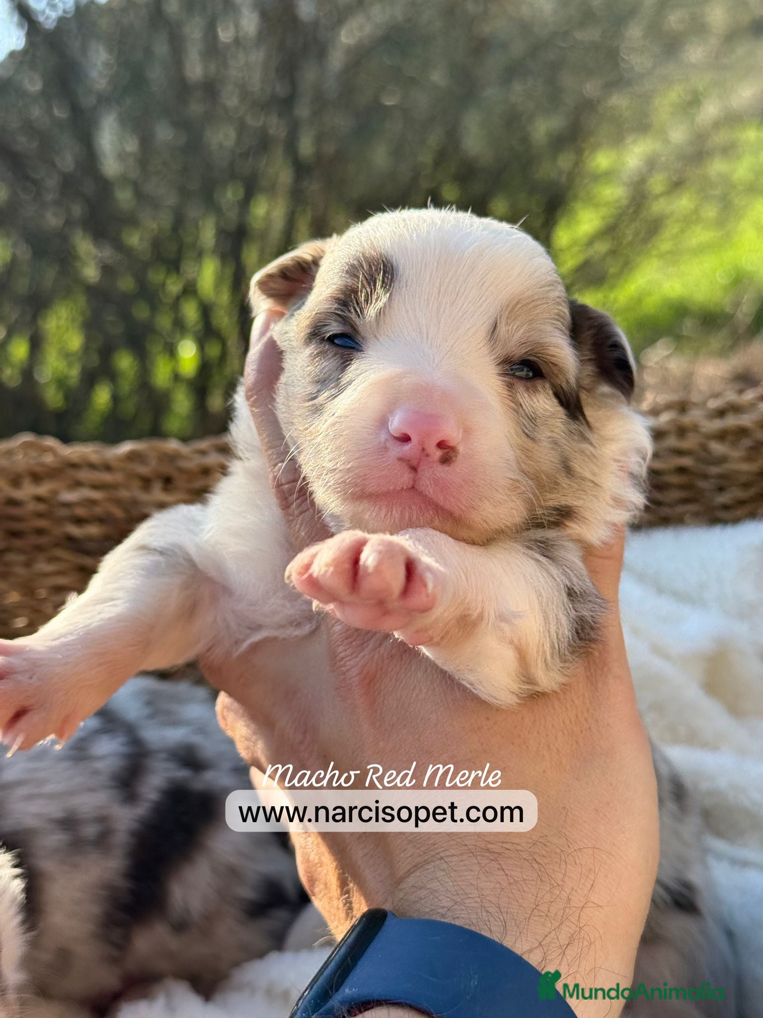 Border Collie perros BORDER COLLIE RED MERLE MACHO - Anuncio 3