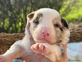 Border Collie perros BORDER COLLIE RED MERLE MACHO - Anuncio 3