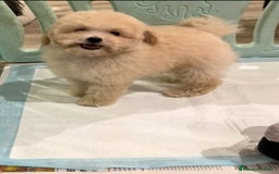 Caniche Toy perros en venta: Monísima Caniche Toy - Imagen 6