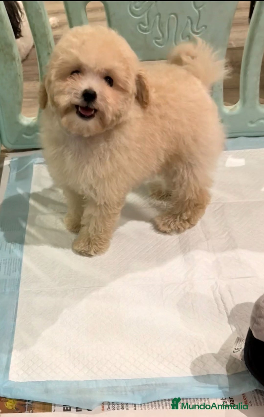 Caniche Toy perros en venta: Monísima Caniche Toy - Imagen 6