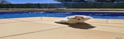 Bichón Maltés perros en venta: Bichón Maltés  - Anuncio 5