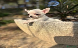 Chihuahua perros en venta: Chihuahua Macho toy blanco. - Anuncio 7