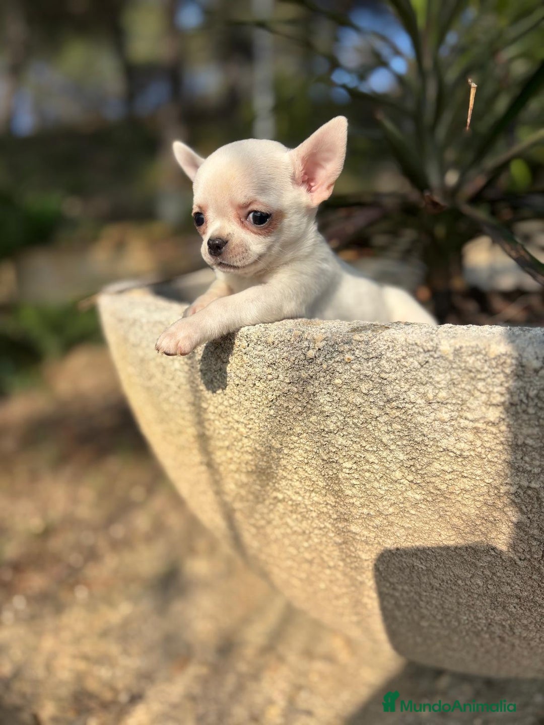 Chihuahua perros en venta: Chihuahua Macho toy blanco. - Anuncio 7