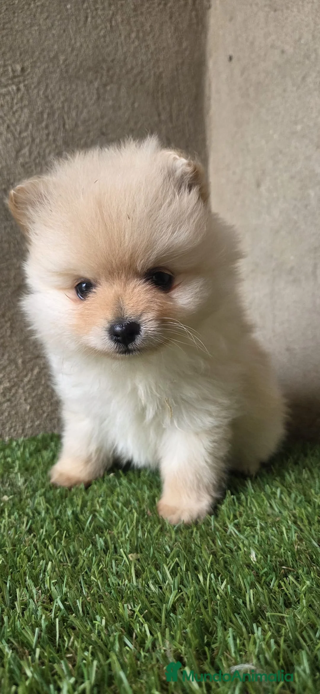 Pomerania perros en venta: Pomerania - Anuncio 2