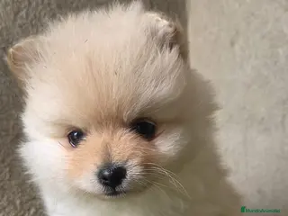Pomerania perros Pomerania en Cáceres - Anuncio 1