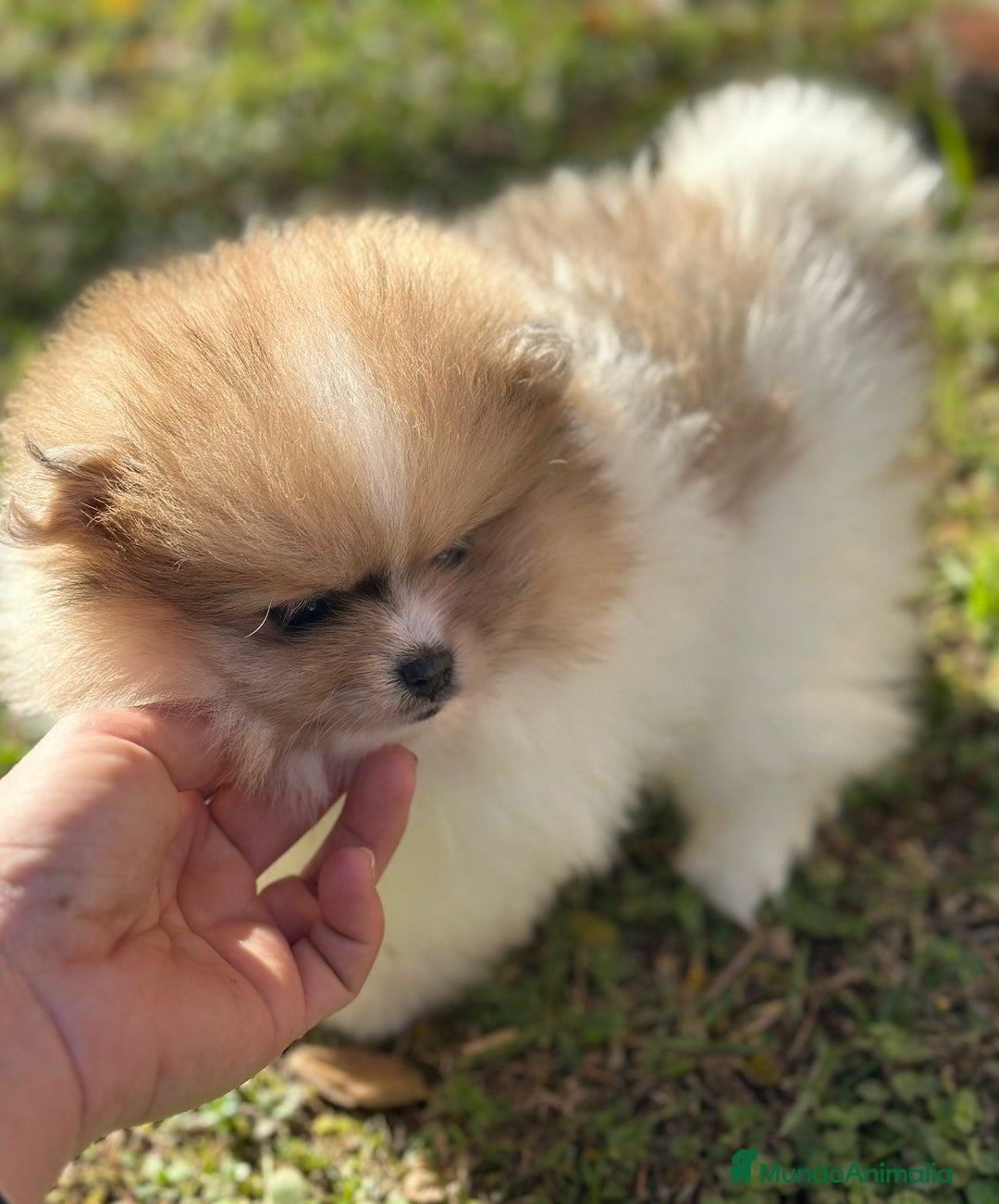 Pomerania perros en venta: Pomerania Partycolor Toy  - Anuncio 3