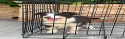 Border Collie perros en venta: Cachorro Border collie ojos azules  - Anuncio 3