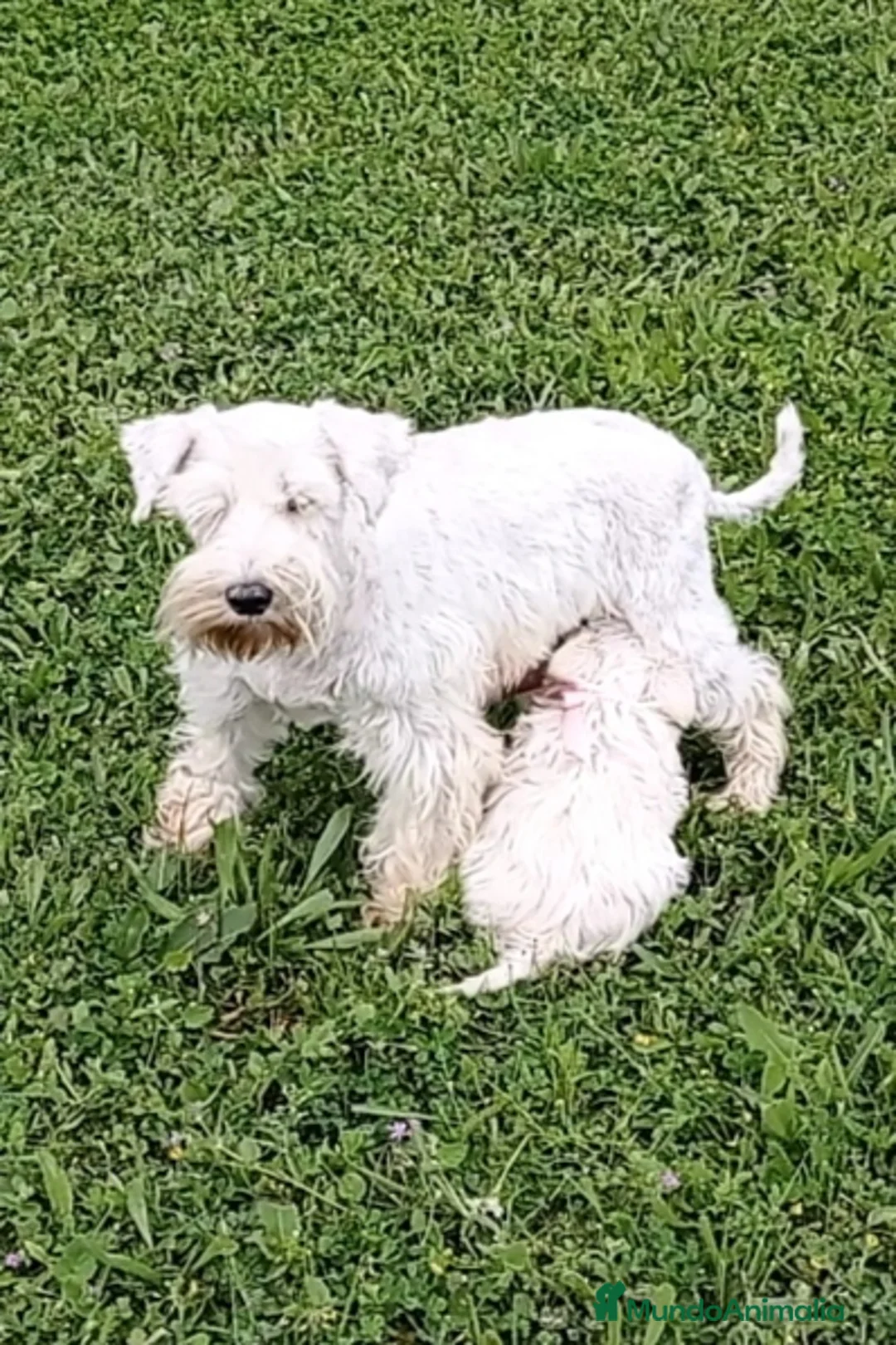 Schnauzer Miniatura perros en venta: Espectaculares schnauzers mini blancos - Anuncio 2