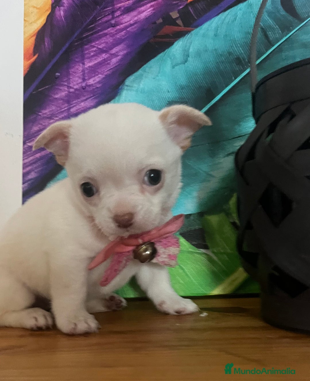 Chihuahua perros en venta: Chihuhuas - Anuncio 1