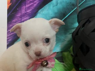 Chihuahua perros Chihuhuas - Anuncio 10