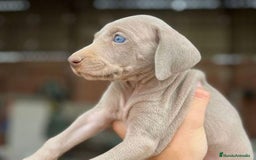 Weimaraner perros en venta: Braco de Weimar, cachorros  - Imagen 1