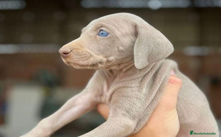 Weimaraner perros - Anuncio 1