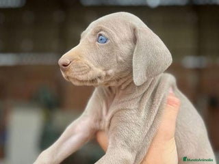 Weimaraner perros - Anuncio 1