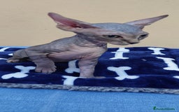 Sphynx gatos en venta: machito tabby  - Imagen 7