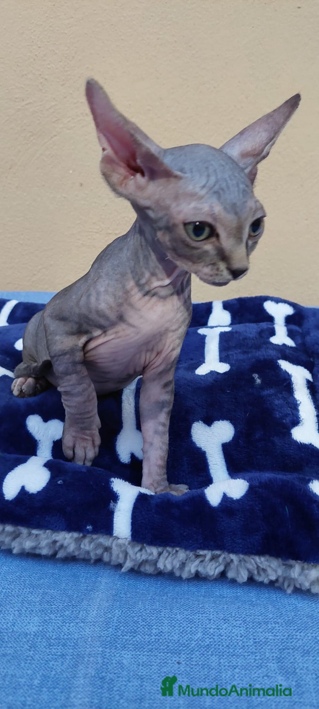 Sphynx gatos en venta: machito tabby  - Imagen 7