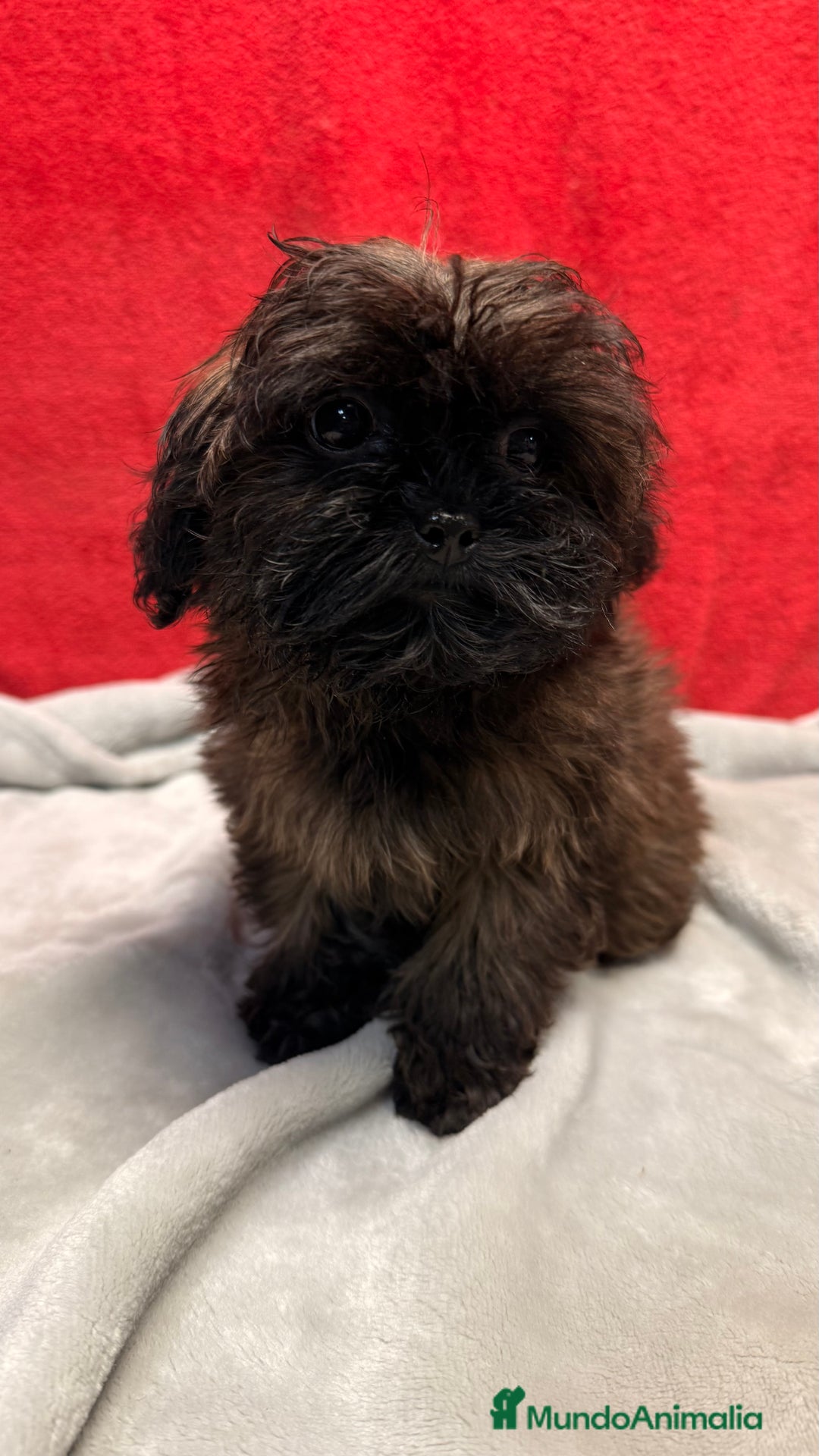 Shihpoo perros en venta: Monísima ShihPoo  - Anuncio 3