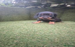 Teckel Miniatura perros en venta: teckel miniatura pelo basto arlequín y negro fuego - Imagen 4
