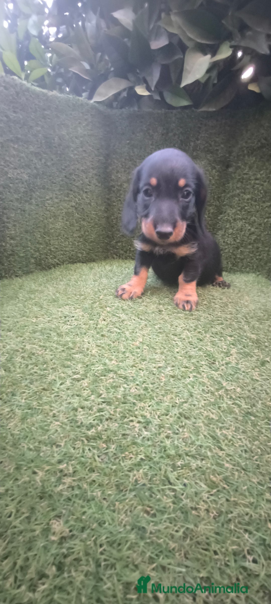 Teckel Miniatura perros en venta: teckel miniatura pelo basto arlequín y negro fuego - Imagen 4