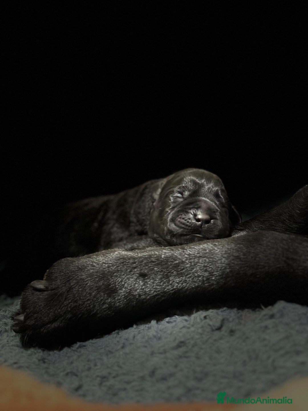 Labrador Retriever perros en venta: Impresionantes cachorros de labrador  - Anuncio 6