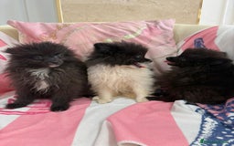 Pomerania perros en venta: POMERANIA MICRO TOY - Imagen 4