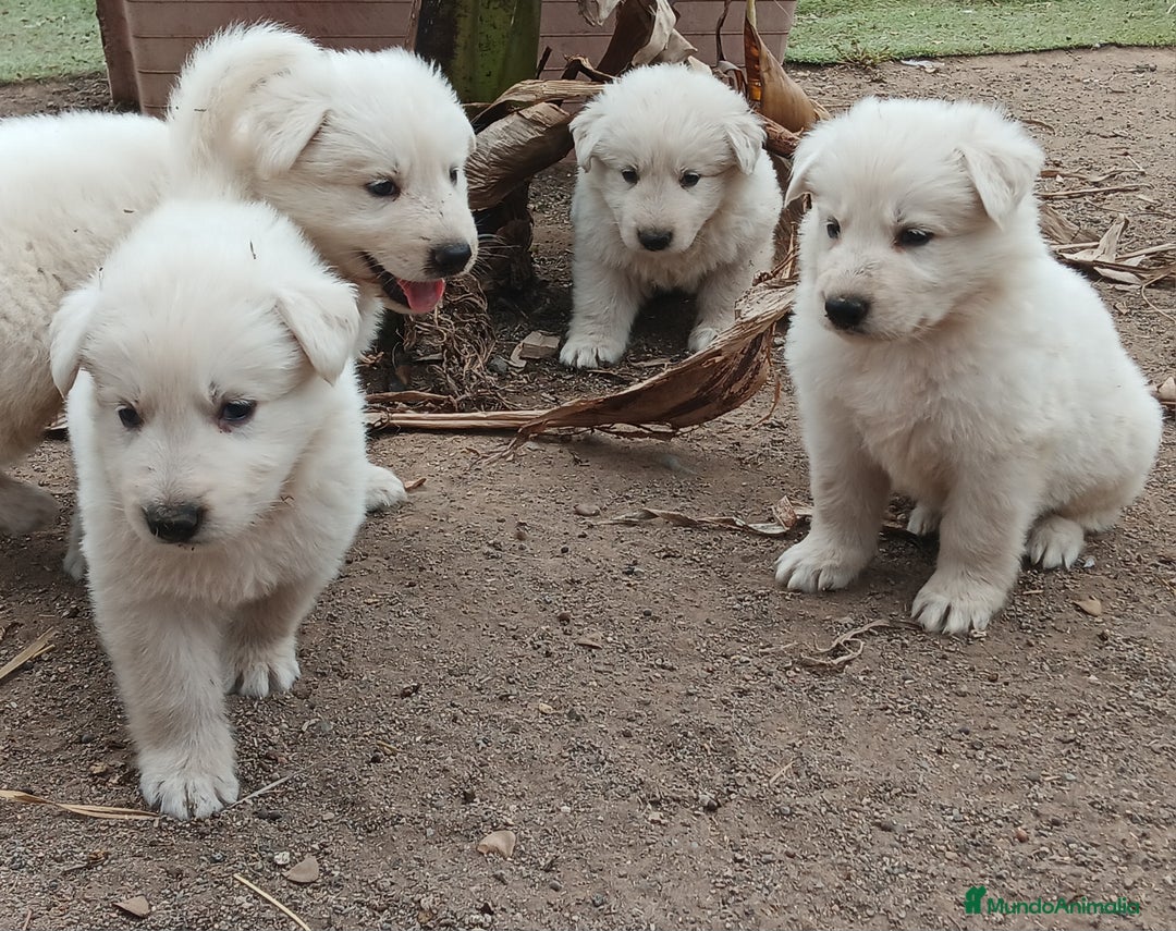 Pastor Blanco Suizo perros en venta: Pastor Blanco Suizo  - Imagen 1