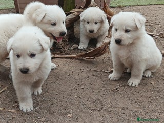 Pastor Blanco Suizo perros - Anuncio 3