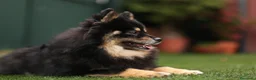 Pomerania perros en venta: Hembra Pomerania cubierta  - Anuncio 6
