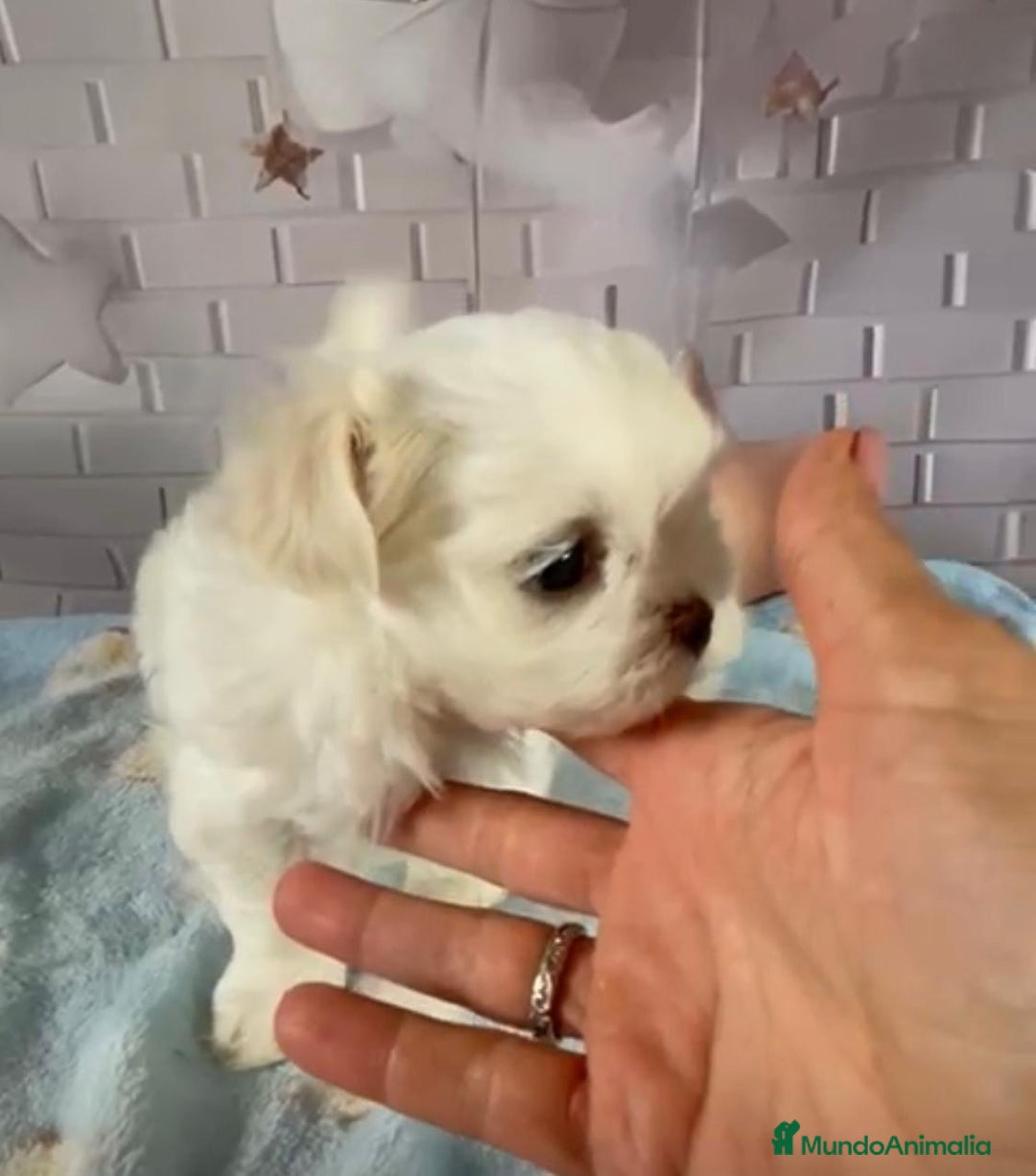 Bichón Maltés perros en venta: Bichon maltés excelentes lineas.  - Imagen 1