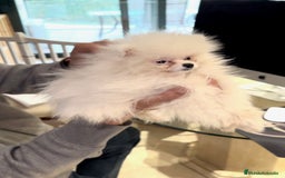 Pomerania perros en venta: Preciosa Cachorra de Pomerania Blanca - Imagen 2