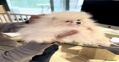Pomerania perros - Anuncio 12