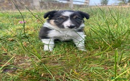 Border Collie perros en venta: Border Collie Calidad - Imagen 12