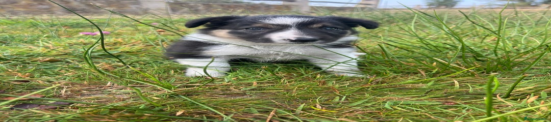 Border Collie Cachorro 5