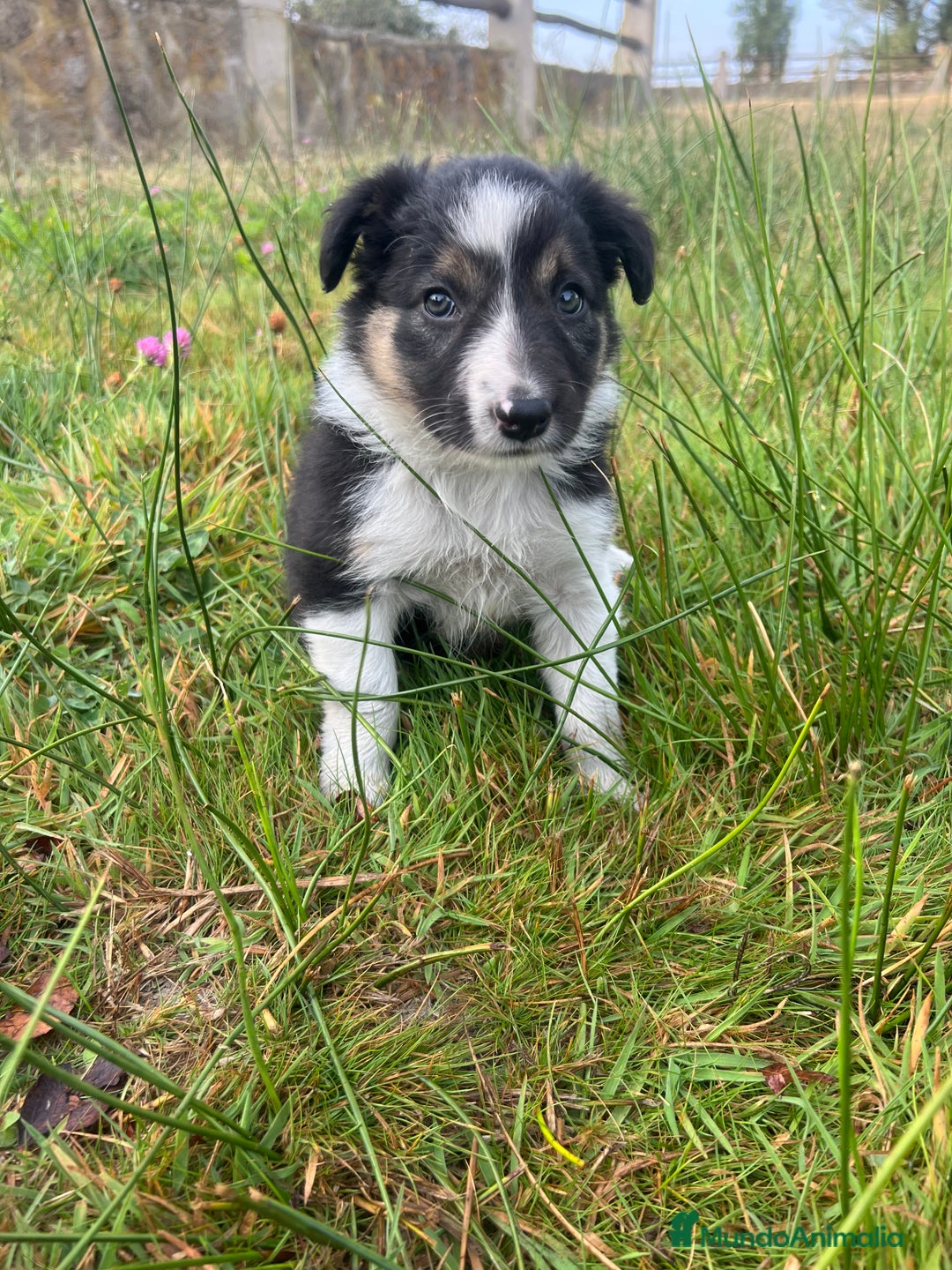 Border Collie perros en venta: Border Collie Calidad - Imagen 12