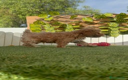 Caniche Toy perros en venta: CANICHE TOY MACHOS - Imagen 15