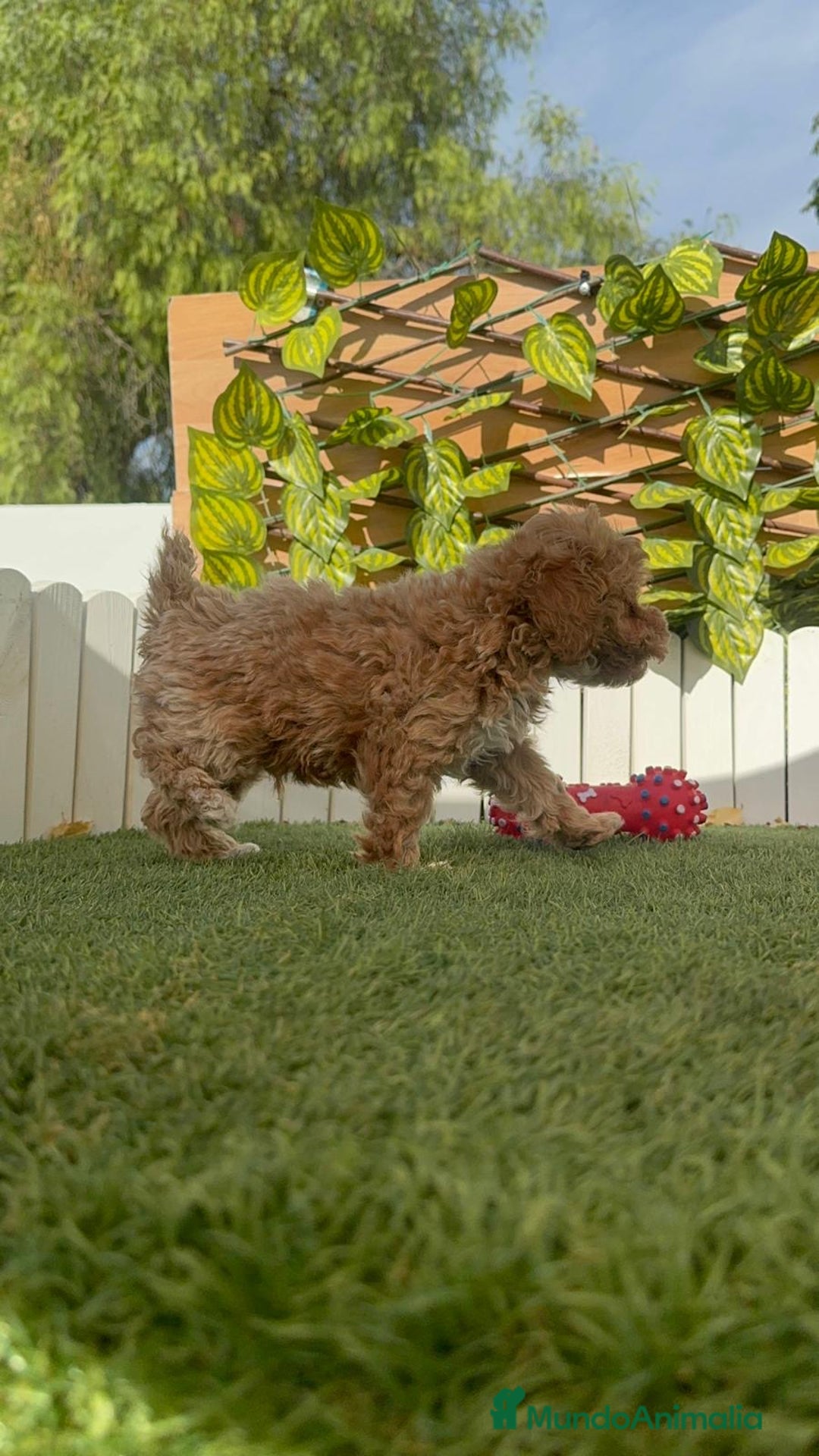 Caniche Toy perros en venta: CANICHE TOY MACHOS - Imagen 15