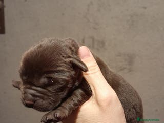 Labrador Retriever perros Cachorros Labrador color chocolate - Anuncio 1