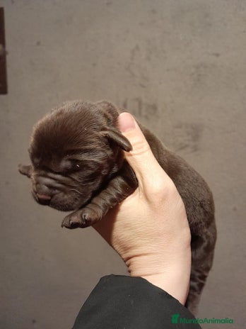 Labrador Retriever perros - Anuncio 3