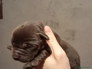 Labrador Retriever perros Cachorros Labrador color chocolate - Anuncio 5