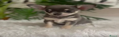Chihuahua 1