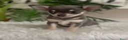 Chihuahua perros en venta: CHIHUAHUA 🎀 - Anuncio 3