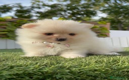 Pomerania perros en venta: POMERANIA HEMBRA - Imagen 1