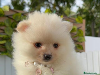 Pomerania perros - Anuncio 4