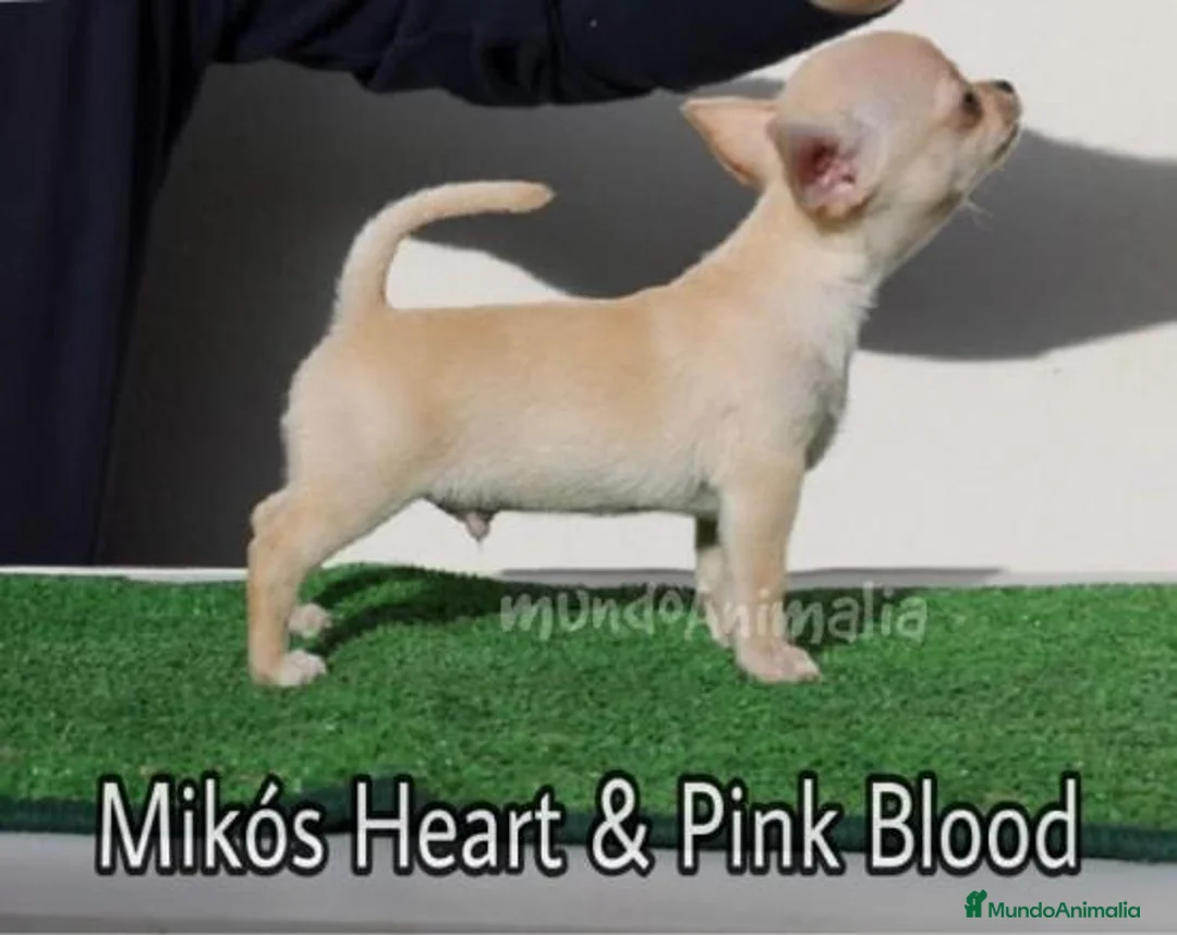 Imagen de galería {{count}}