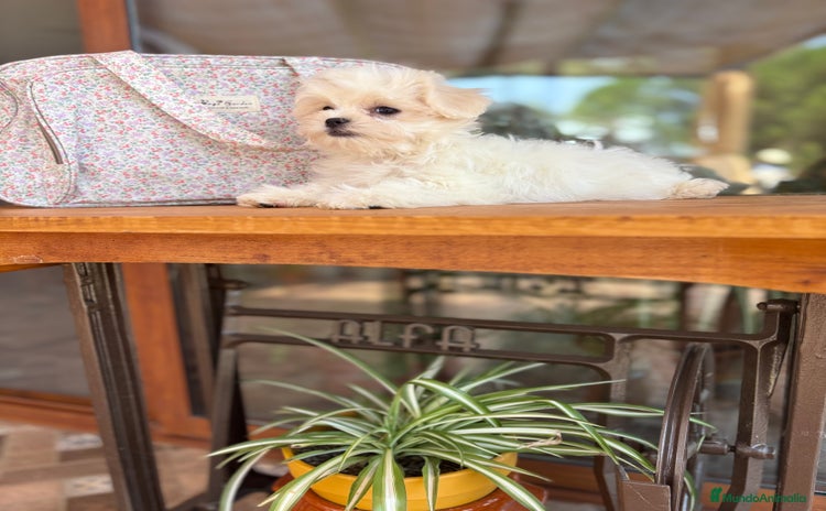 Bichón Maltés perros - Anuncio 1