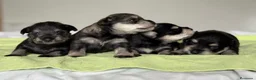Schnauzer Miniatura perros en venta: CRIADERO DE SCHNAUZER MINI CATALUÑA  - Anuncio 3