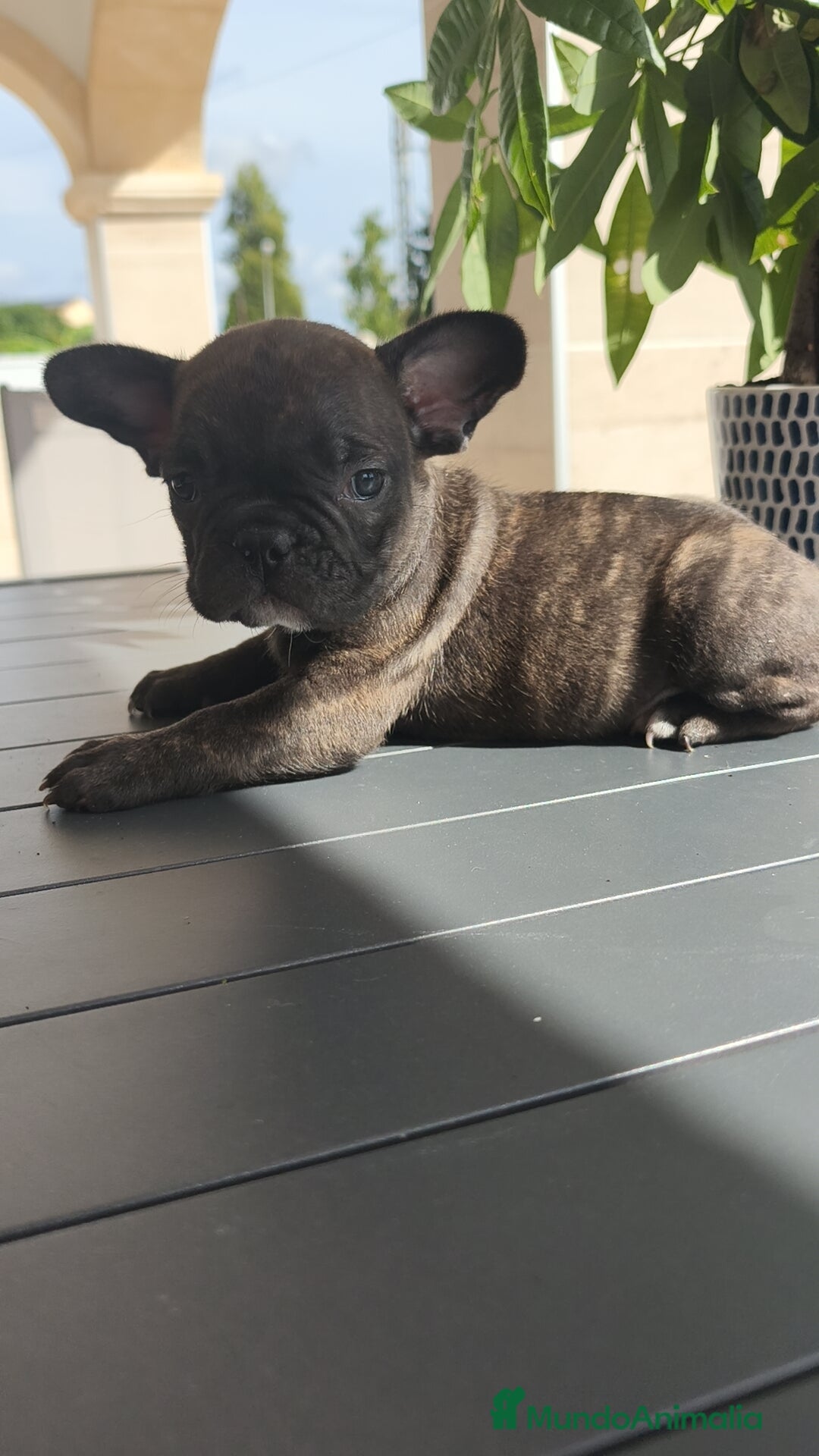 Bulldog Francés perros en venta: Bulldog Francés macho y hembra  - Imagen 1