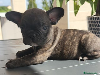 Bulldog Francés perros - Anuncio 3