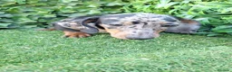 Teckel perros en venta: Teckel arlequin macho - Anuncio 2