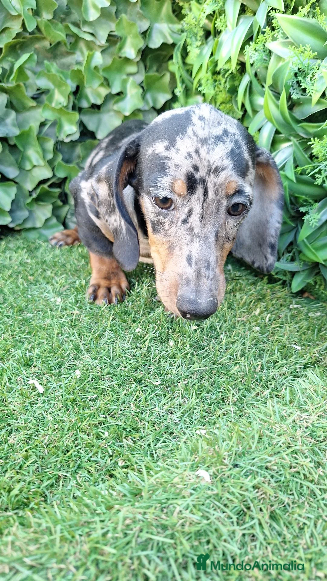 Teckel perros en venta: Teckel arlequin macho - Anuncio 2